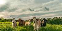 Grupo de vacas no campo da pecuária com nuvens durante o nascer do sol  Foto: Foto: Istock