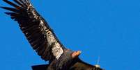 Condor já foi considerado extinto Foto: Divulgação/San Diego Zoo