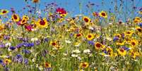 Veja como cuidar das flores típicas da primavera - Shutterstock  Foto: Alto Astral