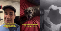 André Marques mostra adaptações que fez na sua casa para receber cachorra idosa  Foto: @euandremarques