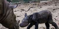 Filhote de rinoceronte-de-Sumatra nasceu no sábado, 30, na Indonésia  Foto: Reuters
