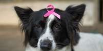 O câncer de mama é um tumor comum em pets -  Foto: Shutterstock / Alto Astral