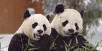 Mei Xiang e Tian Tian chegaram ao zoológico de Washington em 2000, em um empréstimo inicial de 10 anos que foi renovado mais de uma vez  Foto: Smithsonian’s National Zoo / BBC News Brasil