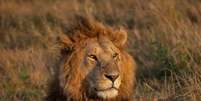 Animais selvagens sentem mais medo de humanos do que de leões (Imagem: harrycollinsphotography/envato)  Foto: Canaltech