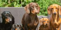 Dachshund &eacute; a ra&ccedil;a do cachorro conhecido como salsicha  Foto: 4sally scott | Shutterstock / Portal EdiCase