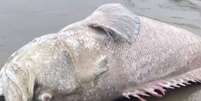 Peixe ameaçado de extinção é encontrado morto no litoral de SP  Foto: Reprodução/Instagram/Viver em Santos