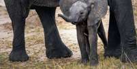 Único elefante híbrido conhecido pela ciência nasceu há mais de 40 anos em cativeiro (Imagem: Hu Chen/Unsplash)  Foto: Canaltech