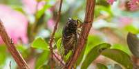 Cigarra macho canta para atrair fêmeas  Foto: Reprodução/Imagem ilustrativa/Unsplash