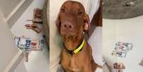 Tutora mostrou que, ao chegar em casa, encontrou o cachorro ao lado de notas de 200 e 500 rasgadas e espalhadas pelo chão.  Foto: Reprodução/TikTok