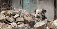 Cães são resgatados por ONG que busca reunir pets aos tutores  Foto: Divulgação/Let The Animals Live