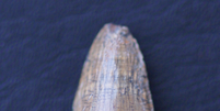 Dente fóssil de 4,5 milhões de anos. (Fonte: IPHES)  Foto:  IPHES  / Mega Curioso