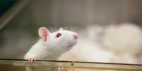 Compreender a comunicação animal vai muito além da curiosidade humana, diz neurocientista  Foto:  GettyImages  / Mega Curioso