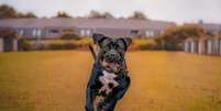 Tamanho fez cane corso ser usado em batalhas de arena. (Fonte: Getty Images)  Foto:  Getty Images/Reprodução  / Mega Curioso