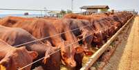 Nas Fazendas União do Brasil (FUB) em São Paulo, abatem-se cerca de 4 mil animais por ano  Foto: Fazendas União Brasil/Divulgação / Estadão