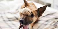 O mau hálito em cães exige atenção dos tutores -  Foto: Shutterstock / Alto Astral