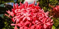 Planta da espécie Rubiaceae. (Fonte: Getty Images/Reprodução)  Foto:  GettyImages  / Mega Curioso