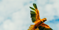Ararajuba é uma ave endêmica do Brasil e símbolo nacional   Foto: Reprodução/Instagram/Parquedoutingabelem