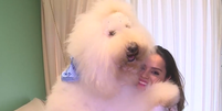 Bredy, um Poodle gigante com quase 30 kg, e sua tutora, Gisele  Foto: Reprodução/TV Globo