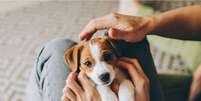 Alguns hábitos do dia a dia podem ajudar a deixar o cachorro mais feliz  Foto: Inna Skaldutska | Shutterstock / Portal EdiCase