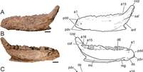 Mandíbula de dinossauro encontrado no Texas sugere que o animal teria entre nove e 27 kg  Foto: Journal of Vertebrate Paleontology 