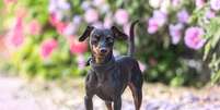 O pinscher é um cão leal, teimoso e enérgico  Foto: Annabell Gsoedl | Shutterstock / Portal EdiCase