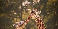 Girafas são os mamíferos mais altos do mundo  Foto: Getty Images / BBC News Brasil