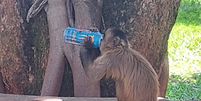 Macaco é flagrado 'bebendo' energético em universidade de Goiânia e foto viraliza    Foto: Reprodução/Redes Sociais 