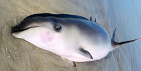 Filhote de baleia morre após comer balão de festa nos Estados Unidos  Foto: Reprodução/NY Post