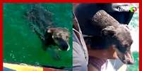 Cachorra que se afogava nas águas do Rio São Francisco é resgatada por pai e filho  Foto: Reprodução