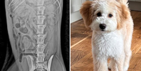 Cachorro passa mal após comer três meias e precisa de cirurgia de emergência  Foto: Reprodução/Redes Sociais 