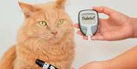 Pets também podem ter diabetes - Shutterstock  Foto: Alto Astral