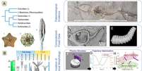 Ao estudar o fóssil e reconstruir o pleurocistídeo de quase meio bilhão de anos, os cientistas conseguem descobrir mais sobre como a movimentação evoluiu junto com as espécies (Imagem: Destnik et al./Engineering)  Foto: Canaltech