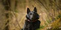 Os schipperkes são cães extremamente inteligentes  Foto: dodafoto | ShutterStock / Portal EdiCase