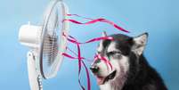 Veja como o calor afeta os pets e como ajudá-los - Shutterstock  Foto: Alto Astral