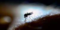 Palavra mosquito pode ter derivado do irritante barulho das asas do inseto. (Fonte: Getty Images / Reprodução)  Foto:  GettyImages  / Mega Curioso