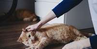 Pequenas adaptações em casa facilita a circulação dos gatos cegos  Foto: Taya Ovod | Shutterstock / Portal EdiCase