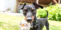 Apesar de pequenos, os pinschers são cães ativos e precisam de exercícios diários  Foto: Annabell Gsoedl | Shutterstock / Portal EdiCase