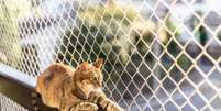 Os gatos são animais altamente adaptáveis ao ambiente em que vivem  Foto: cabuscaa | Shutterstock / Portal EdiCase