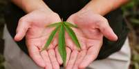 Câncer de próstata: cannabis pode complementar tratamento da doença -  Foto: Shutterstock / Saúde em Dia