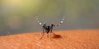Casos de dengue aumentam no calor: vacina é a melhor forma de prevenção -  Foto: Shutterstock / Saúde em Dia