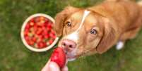 Entenda quais frutas pode oferecer para os cães - Shutterstock  Foto: Alto Astral