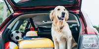 Alguns cachorros podem se sentir enjoados durante a viagem de carro   Foto: LightField Studios | Shutterstock / Portal EdiCase