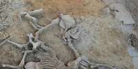 Os esqueletos dos cavalos sacrificados ritualisticamente, em particular, foram enterrados em pares, provavelmente tendo servido como animais de carga dados os seus dentes gastos (Imagem: Projeto Nacional Construyendo Tarteso)  Foto: Canaltech