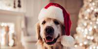 Redobrar os cuidados com os animais de estimação no fim de ano ajuda a evitar problemas de saúde  Foto: 4 PM production | Shutterstock / Portal EdiCase