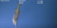 Peixe raro é estudado por cientistas da Nova Zelândia  Foto: Reprodução/YouTube/ROV edward
