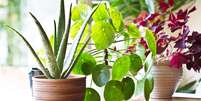 Aposte em plantas para decorar sua casa em 2024 -  Foto: Shutterstock / João Bidu