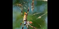 Aranha gigante "paraquedista" está invadindo os EUA  Foto: Wikipedia
