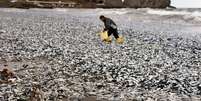 Peixes mortos encalham e cobrem praia ao Norte do Japão  Foto: Reuters/The Yomiuri Shimbun