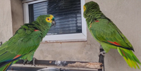 Genaro e Lorica,  papagaios da espécie Amazona aestiva [papagaio-comum ou verdadeiro].   Foto: Foto: Divulgação Facebook Thainá Cristina Nogueira