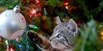 Os gatos costumam gostar de brincar com os enfeites da árvore de Natal  Foto: 1MW47 | Shutterstock / Portal EdiCase